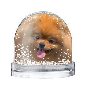Снежный шар с принтом Милашка в Курске, Пластик | Изображение внутри шара печатается на глянцевой фотобумаге с двух сторон | dog | пес | померанский | собака | шпиц | щеночек