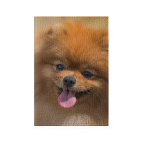 Обложка для паспорта матовая кожа с принтом Милашка в Курске, натуральная матовая кожа | размер 19,3 х 13,7 см; прозрачные пластиковые крепления | dog | пес | померанский | собака | шпиц | щеночек