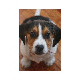 Обложка для паспорта матовая кожа с принтом Щеночек в Курске, натуральная матовая кожа | размер 19,3 х 13,7 см; прозрачные пластиковые крепления | Тематика изображения на принте: dog | бигль | пес | собака | щеночек