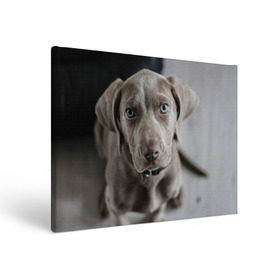 Холст прямоугольный с принтом Puppy в Курске, 100% ПВХ |  | Тематика изображения на принте: dog | веймаранер | пес | собака | щеночек