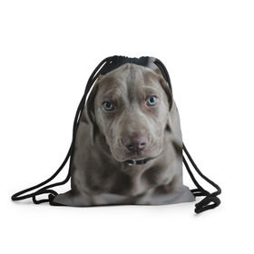 Рюкзак-мешок 3D с принтом Puppy в Курске, 100% полиэстер | плотность ткани — 200 г/м2, размер — 35 х 45 см; лямки — толстые шнурки, застежка на шнуровке, без карманов и подкладки | Тематика изображения на принте: dog | веймаранер | пес | собака | щеночек