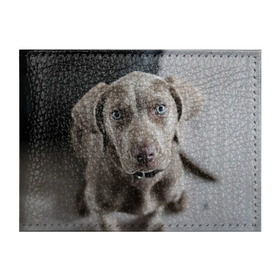 Обложка для студенческого билета с принтом Puppy в Курске, натуральная кожа | Размер: 11*8 см; Печать на всей внешней стороне | dog | веймаранер | пес | собака | щеночек