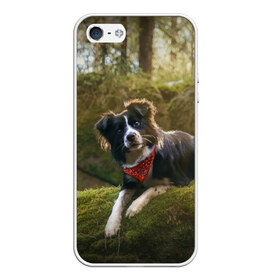 Чехол для iPhone 5/5S матовый с принтом Лес в Курске, Силикон | Область печати: задняя сторона чехла, без боковых панелей | Тематика изображения на принте: dog | бордер колли | пес | собака