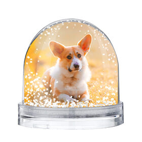 Снежный шар с принтом Взгляд в Курске, Пластик | Изображение внутри шара печатается на глянцевой фотобумаге с двух сторон | dog | вельш корги | корги | пес | собака