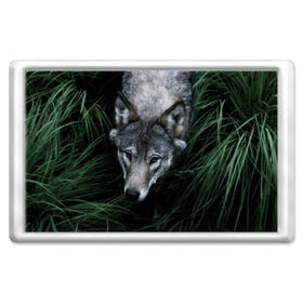 Магнит 45*70 с принтом Волк в траве в Курске, Пластик | Размер: 78*52 мм; Размер печати: 70*45 | Тематика изображения на принте: природа | серый | хищник