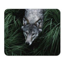 Коврик прямоугольный с принтом Волк в траве в Курске, натуральный каучук | размер 230 х 185 мм; запечатка лицевой стороны | природа | серый | хищник