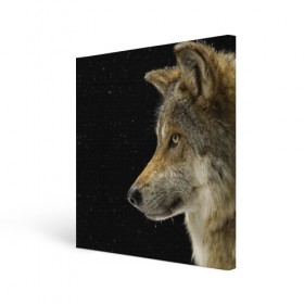 Холст квадратный с принтом Волк и звезды в Курске, 100% ПВХ |  | животные | зверь | серый | хищник