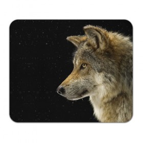 Коврик прямоугольный с принтом Волк и звезды в Курске, натуральный каучук | размер 230 х 185 мм; запечатка лицевой стороны | животные | зверь | серый | хищник