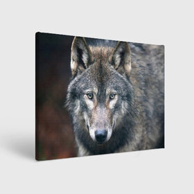 Холст прямоугольный с принтом Серый волк в Курске, 100% ПВХ |  | аука | бирюк | волк | волчара | волчица | волчок | глаза | животное | животные | зверь | зеленые | койот | лес | млекопитающее | природа | санитар леса | серый | уши | фауна | хищник | черный | шакал
