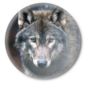 Значок с принтом Серый волк в Курске,  металл | круглая форма, металлическая застежка в виде булавки | Тематика изображения на принте: аука | бирюк | волк | волчара | волчица | волчок | глаза | животное | животные | зверь | зеленые | койот | лес | млекопитающее | природа | санитар леса | серый | уши | фауна | хищник | черный | шакал