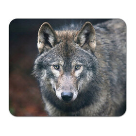 Коврик прямоугольный с принтом Серый волк в Курске, натуральный каучук | размер 230 х 185 мм; запечатка лицевой стороны | аука | бирюк | волк | волчара | волчица | волчок | глаза | животное | животные | зверь | зеленые | койот | лес | млекопитающее | природа | санитар леса | серый | уши | фауна | хищник | черный | шакал