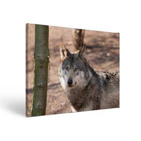 Холст прямоугольный с принтом Серый волк в Курске, 100% ПВХ |  | Тематика изображения на принте: аука | бирюк | волк | волчара | волчица | волчок | глаза | животное | животные | зверь | зеленые | койот | лес | млекопитающее | природа | санитар леса | серый | уши | фауна | хищник | черный | шакал