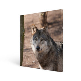 Холст квадратный с принтом Серый волк в Курске, 100% ПВХ |  | аука | бирюк | волк | волчара | волчица | волчок | глаза | животное | животные | зверь | зеленые | койот | лес | млекопитающее | природа | санитар леса | серый | уши | фауна | хищник | черный | шакал
