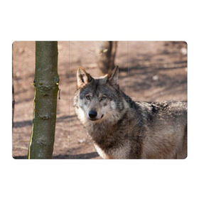 Магнитный плакат 3Х2 с принтом Серый волк в Курске, Полимерный материал с магнитным слоем | 6 деталей размером 9*9 см | аука | бирюк | волк | волчара | волчица | волчок | глаза | животное | животные | зверь | зеленые | койот | лес | млекопитающее | природа | санитар леса | серый | уши | фауна | хищник | черный | шакал