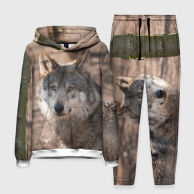 Мужской костюм 3D (с толстовкой) с принтом Серый волк в Курске,  |  | Тематика изображения на принте: аука | бирюк | волк | волчара | волчица | волчок | глаза | животное | животные | зверь | зеленые | койот | лес | млекопитающее | природа | санитар леса | серый | уши | фауна | хищник | черный | шакал