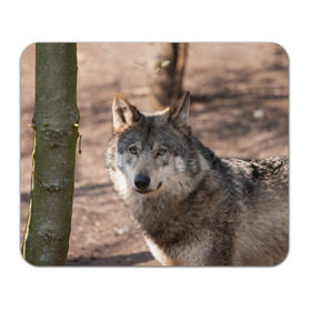 Коврик прямоугольный с принтом Серый волк в Курске, натуральный каучук | размер 230 х 185 мм; запечатка лицевой стороны | аука | бирюк | волк | волчара | волчица | волчок | глаза | животное | животные | зверь | зеленые | койот | лес | млекопитающее | природа | санитар леса | серый | уши | фауна | хищник | черный | шакал