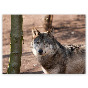 Поздравительная открытка с принтом Серый волк в Курске, 100% бумага | плотность бумаги 280 г/м2, матовая, на обратной стороне линовка и место для марки
 | аука | бирюк | волк | волчара | волчица | волчок | глаза | животное | животные | зверь | зеленые | койот | лес | млекопитающее | природа | санитар леса | серый | уши | фауна | хищник | черный | шакал