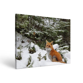 Холст прямоугольный с принтом Лиса в зимнем лесу в Курске, 100% ПВХ |  | Тематика изображения на принте: fox | животное | зверь | красивая | лес | лис | лиса | лисенок | лисица | лисичка | мех | патрикеевна | песец | плутовка | прикольная | природа | рыжая | рыжий цвет | сказка | хвост | хитрая | хищник