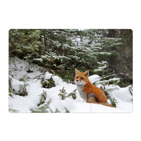 Магнитный плакат 3Х2 с принтом Лиса в зимнем лесу в Курске, Полимерный материал с магнитным слоем | 6 деталей размером 9*9 см | Тематика изображения на принте: fox | животное | зверь | красивая | лес | лис | лиса | лисенок | лисица | лисичка | мех | патрикеевна | песец | плутовка | прикольная | природа | рыжая | рыжий цвет | сказка | хвост | хитрая | хищник