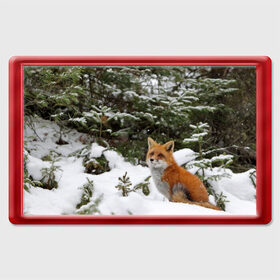 Магнит 45*70 с принтом Лиса в зимнем лесу в Курске, Пластик | Размер: 78*52 мм; Размер печати: 70*45 | fox | животное | зверь | красивая | лес | лис | лиса | лисенок | лисица | лисичка | мех | патрикеевна | песец | плутовка | прикольная | природа | рыжая | рыжий цвет | сказка | хвост | хитрая | хищник