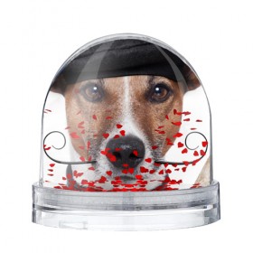 Водяной шар с принтом Джек рассел - мексиканец в Курске, Пластик | Изображение внутри шара печатается на глянцевой фотобумаге с двух сторон | джек | любимец | пес | песик | питомец | рассел | собака | собаки | собачка | терьер