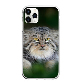 Чехол для iPhone 11 Pro Max матовый с принтом Манул в Курске, Силикон |  | Тематика изображения на принте: всеядный | детеныш | дикие | животные | звери | зверята | кот | манул | медведь | хищник