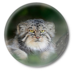 Значок с принтом Манул в Курске,  металл | круглая форма, металлическая застежка в виде булавки | всеядный | детеныш | дикие | животные | звери | зверята | кот | манул | медведь | хищник