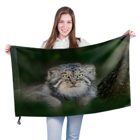 Флаг 3D с принтом Манул в Курске, 100% полиэстер | плотность ткани — 95 г/м2, размер — 67 х 109 см. Принт наносится с одной стороны | всеядный | детеныш | дикие | животные | звери | зверята | кот | манул | медведь | хищник