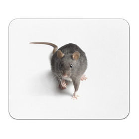 Коврик прямоугольный с принтом Крыса в Курске, натуральный каучук | размер 230 х 185 мм; запечатка лицевой стороны | животные | крыса | мышка | мышь
