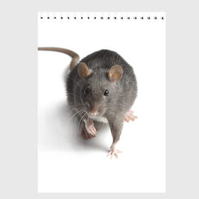 Скетчбук с принтом Крыса в Курске, 100% бумага
 | 48 листов, плотность листов — 100 г/м2, плотность картонной обложки — 250 г/м2. Листы скреплены сверху удобной пружинной спиралью | животные | крыса | мышка | мышь