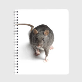 Тетрадь с принтом Крыса в Курске, 100% бумага | 48 листов, плотность листов — 60 г/м2, плотность картонной обложки — 250 г/м2. Листы скреплены сбоку удобной пружинной спиралью. Уголки страниц и обложки скругленные. Цвет линий — светло-серый
 | животные | крыса | мышка | мышь
