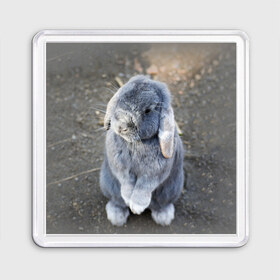 Магнит 55*55 с принтом Кролик в Курске, Пластик | Размер: 65*65 мм; Размер печати: 55*55 мм | Тематика изображения на принте: грызун | животные | заяц | кролик | мордочка | природа | пушистый | уши