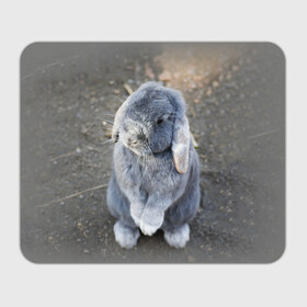 Коврик прямоугольный с принтом Кролик в Курске, натуральный каучук | размер 230 х 185 мм; запечатка лицевой стороны | Тематика изображения на принте: грызун | животные | заяц | кролик | мордочка | природа | пушистый | уши