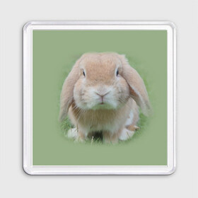 Магнит 55*55 с принтом Кролик в Курске, Пластик | Размер: 65*65 мм; Размер печати: 55*55 мм | Тематика изображения на принте: грызун | животные | заяц | кролик | мордочка | природа | пушистый | уши