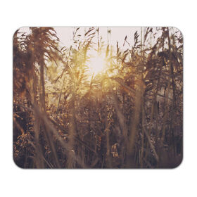 Коврик прямоугольный с принтом Солнце во ржи в Курске, натуральный каучук | размер 230 х 185 мм; запечатка лицевой стороны | восход | закат | лучи | поле | природа | растения | рож | солнце | тепло