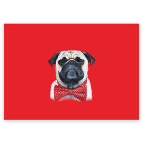 Поздравительная открытка с принтом Довольный мопс в Курске, 100% бумага | плотность бумаги 280 г/м2, матовая, на обратной стороне линовка и место для марки
 | бабочка | друг | животное | зверь | мопс | собака | щенок