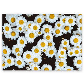 Поздравительная открытка с принтом Аромашки в Курске, 100% бумага | плотность бумаги 280 г/м2, матовая, на обратной стороне линовка и место для марки
 | белый | желтый | красивые | красота | мода | модные | природа | растения | ромашка | ромашки | текстура | тренды | цветы