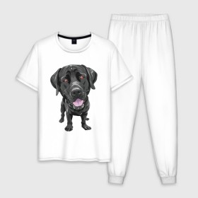 Мужская пижама хлопок с принтом Черный лабрадор в Курске, 100% хлопок | брюки и футболка прямого кроя, без карманов, на брюках мягкая резинка на поясе и по низу штанин
 | домашние животные | лабрадоры | пес | песик | ретриверы | собака | собачка