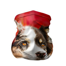 Бандана-труба 3D с принтом Бордер колли в красных листьях в Курске, 100% полиэстер, ткань с особыми свойствами — Activecool | плотность 150‒180 г/м2; хорошо тянется, но сохраняет форму | border collie | dog | бордер колли | красный | листья | осень | собака