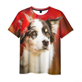 Мужская футболка 3D с принтом Бордер колли в красных листьях в Курске, 100% полиэфир | прямой крой, круглый вырез горловины, длина до линии бедер | border collie | dog | бордер колли | красный | листья | осень | собака