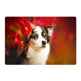 Магнитный плакат 3Х2 с принтом Бордер колли в красных листьях в Курске, Полимерный материал с магнитным слоем | 6 деталей размером 9*9 см | Тематика изображения на принте: border collie | dog | бордер колли | красный | листья | осень | собака