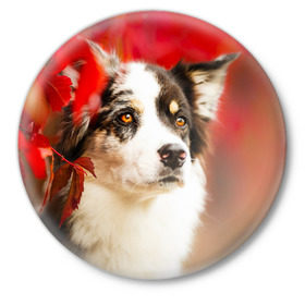 Значок с принтом Бордер колли в красных листьях в Курске,  металл | круглая форма, металлическая застежка в виде булавки | border collie | dog | бордер колли | красный | листья | осень | собака