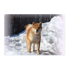 Магнитный плакат 3Х2 с принтом Акита-ину в Курске, Полимерный материал с магнитным слоем | 6 деталей размером 9*9 см | Тематика изображения на принте: акита | животное | животные | ину | овчарка | пес | песик | псы | сиба | собака | собаки | шиба