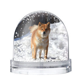 Снежный шар с принтом Акита-ину в Курске, Пластик | Изображение внутри шара печатается на глянцевой фотобумаге с двух сторон | акита | животное | животные | ину | овчарка | пес | песик | псы | сиба | собака | собаки | шиба