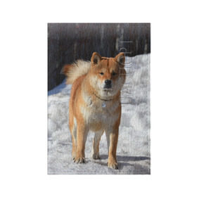 Обложка для паспорта матовая кожа с принтом Акита-ину в Курске, натуральная матовая кожа | размер 19,3 х 13,7 см; прозрачные пластиковые крепления | акита | животное | животные | ину | овчарка | пес | песик | псы | сиба | собака | собаки | шиба
