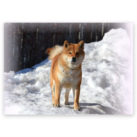 Поздравительная открытка с принтом Акита-ину в Курске, 100% бумага | плотность бумаги 280 г/м2, матовая, на обратной стороне линовка и место для марки
 | акита | животное | животные | ину | овчарка | пес | песик | псы | сиба | собака | собаки | шиба