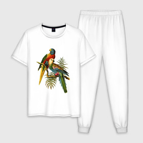 Мужская пижама хлопок с принтом Попугаи в Курске, 100% хлопок | брюки и футболка прямого кроя, без карманов, на брюках мягкая резинка на поясе и по низу штанин
 | ветки | винтаж | листья | пальмы | перья | попугаи | птицы