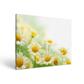 Холст прямоугольный с принтом Полевые ромашки в Курске, 100% ПВХ |  | Тематика изображения на принте: луг | поле | цветы