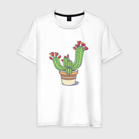 Мужская футболка хлопок с принтом Кактус в Курске, 100% хлопок | прямой крой, круглый вырез горловины, длина до линии бедер, слегка спущенное плечо. | горшок | растение | цветет | цветок