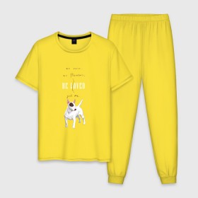 Мужская пижама хлопок с принтом Бультерьер в Курске, 100% хлопок | брюки и футболка прямого кроя, без карманов, на брюках мягкая резинка на поясе и по низу штанин
 | dog | бультерьер | собака | терьер